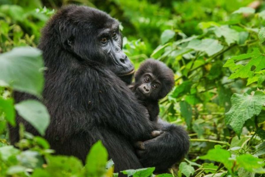 8-Day Uganda Gorilla Trekking Safari
