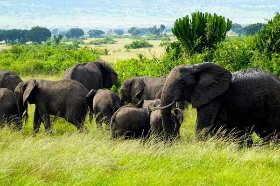 12-Day Uganda Safari