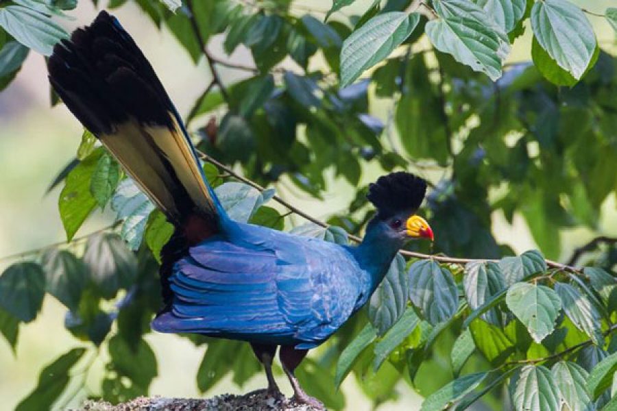 14-Day Uganda Birding Safari