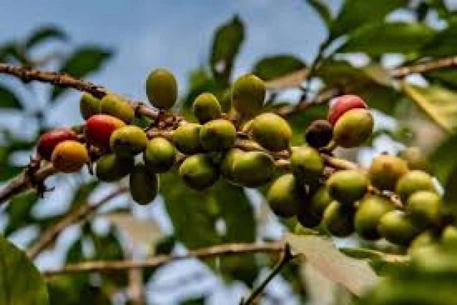 15-Day Eastern Uganda Tour