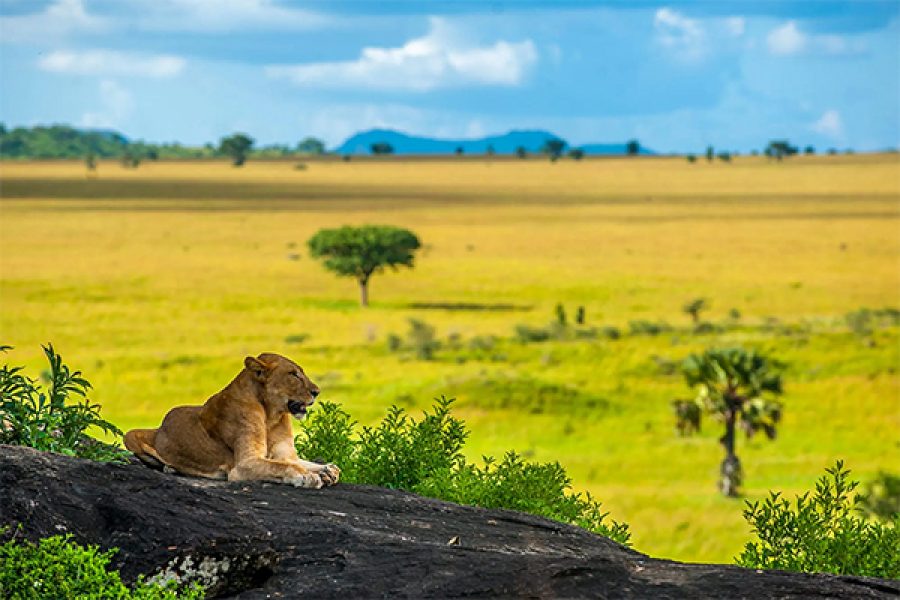 15-Day Uganda Safari Adventure