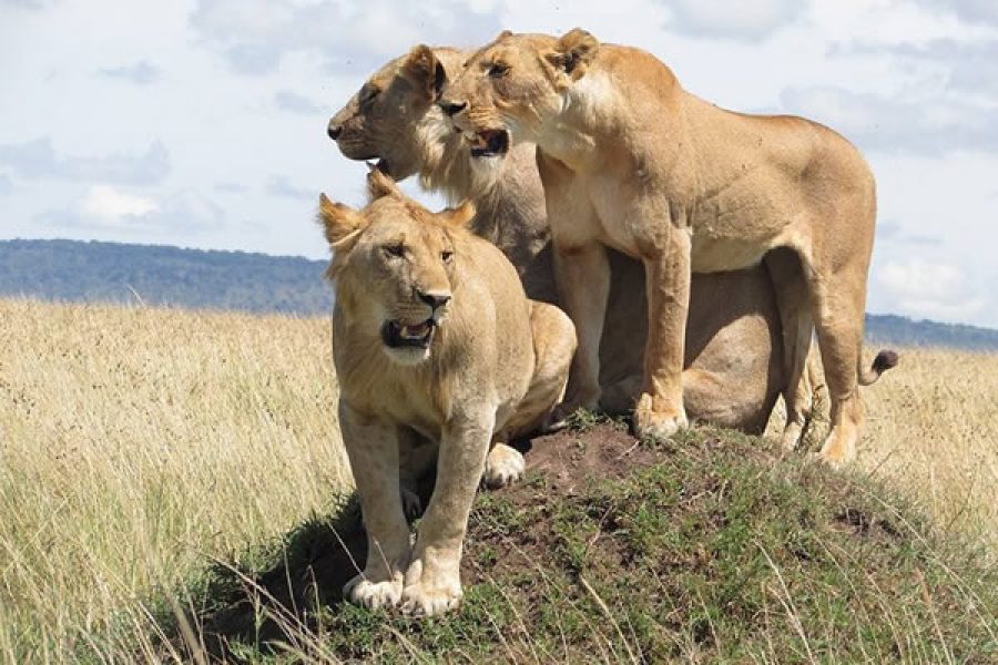 Uganda Big 5 Safari