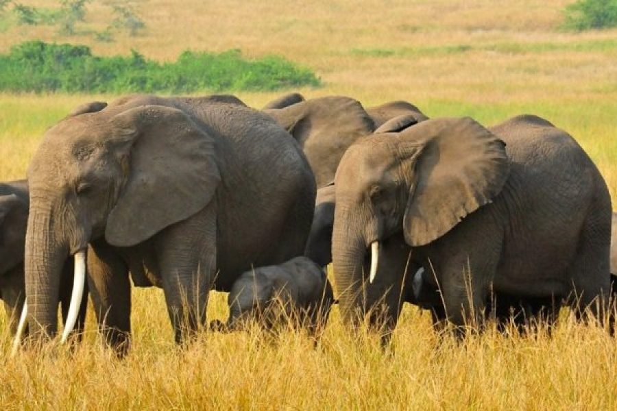 5-Day Queen Elizabeth National Park Safari
